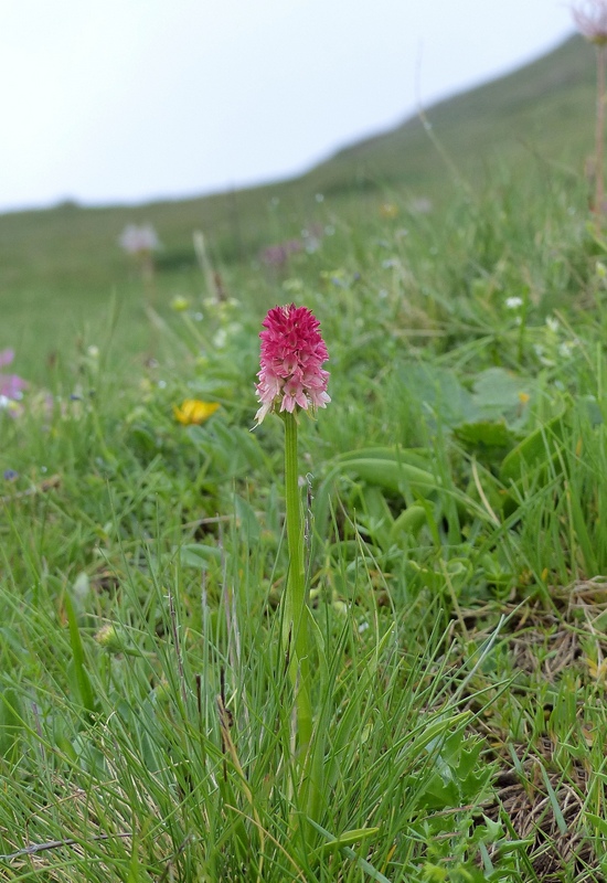 Nigritella cenisia e Nigritella rhellicani  Savoia francese   luglio 2023.